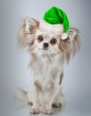 Longhair chihuahua in Christmas Santa hat. Small dog sitting Royalty Free Stock Photo