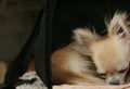 Longhair chihuahua curled up in a ball