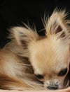 Longhair chihuahua