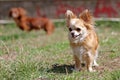 Long hair chihuahua dog. Royalty Free Stock Photo