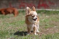 Long hair chihuahua dog. Royalty Free Stock Photo