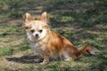 Long hair chihuahua dog. Royalty Free Stock Photo