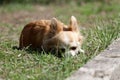 Long hair chihuahua dog. Royalty Free Stock Photo