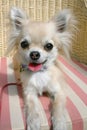 Longhair chihuahua panting