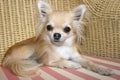 Longhair chihuahua relaxing on a wicker chair