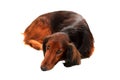 Longhair dachshund