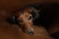 Longhair dachshund dog