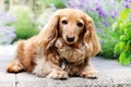 Longhair dachshund dog outside in summer.