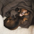 Longhair dachshund puppy asleep on a bed.