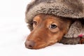 Longhair dachshund puppy Royalty Free Stock Photo