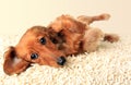 Longhair dachshund puppy Royalty Free Stock Photo