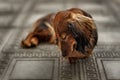 Longhair dachshund puppy lying down