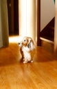 Longhair dachshund on a wooden floor