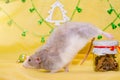 Longhair dumbo gray rat stretches near gift jar, as if doing gymnastics or yoga, on yellow background, symbol of 2020