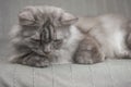 Longhair grey cat sleeping on a sofa in a home setting Royalty Free Stock Photo
