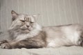 Longhair grey cat sleeping on a sofa in a home setting Royalty Free Stock Photo