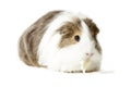 Longhair Guinea pig eating Royalty Free Stock Photo