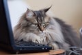 Maine coon cat and laptop
