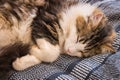 Longhair tabby kitten sleeping on bed Royalty Free Stock Photo