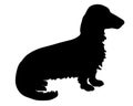 Longhaired Badger Dog Royalty Free Stock Photo