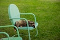 Longhaired Calico Cat In Garden Chair