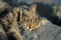 Longhaired cat sleeping on the rock with day light Royalty Free Stock Photo