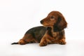 Longhaired dachshund dog