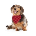 Longhaired Dachshund Dog Wearing Red Bandana