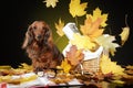 Longhaired dachshund in falling autumn leaves