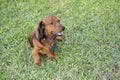 Longhaired dachshund on grass