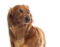 Longhaired dachshund looking inquisitively on white background Royalty Free Stock Photo