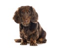 Longhaired dachshund sitting and looking at camera on white background Royalty Free Stock Photo