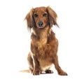 Longhaired dachshund sitting and looking forward on white background Royalty Free Stock Photo