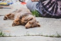 Longhaired Dapple Doxie or Dapple Dachshund Napping Outside Royalty Free Stock Photo