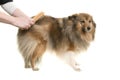 Longhaired dog being groomed or combed isolated on a white background