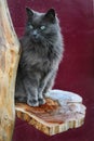 Long-haired grey Persian cat with green eyes sitting on a rustic wooden perch