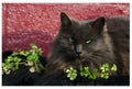 Blue-gray Persian cat suns herself amidst herbs in a planter