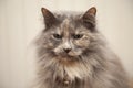 Longhaired Grey Cat