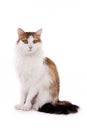 Longhaired housecat Royalty Free Stock Photo