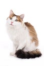 Longhaired housecat Royalty Free Stock Photo