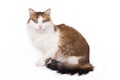Longhaired housecat Royalty Free Stock Photo