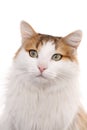Longhaired housecat Royalty Free Stock Photo