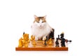 Longhaired housecat plays chess Royalty Free Stock Photo