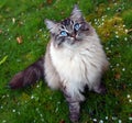 Longhaired pedigree Ragdoll cat portrait Royalty Free Stock Photo