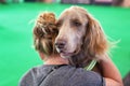 Longhaired weimaraner looks over the shoulder of owner during th