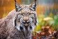 Longhaired wet lynx looking at camera, splash theme Royalty Free Stock Photo