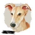 Longhaired Whippet Dog isolated digital art illustration. Hand drawn beige puppy portrait, americandog breed, muscular doggy with