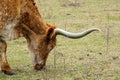 Longhorn