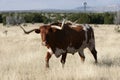 Longhorn Royalty Free Stock Photo