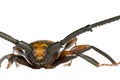Longhorn Beetle Royalty Free Stock Photo